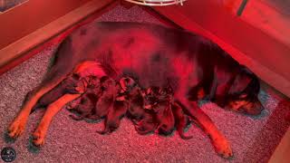 Rottweiler Goes Into Labour And Give Birth To 9 Puppies [upl. by Dranyam452]