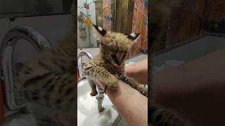 Мини Сервал умывается утром cat kitten caracal каракал animals caracat catlover serval [upl. by Winter494]