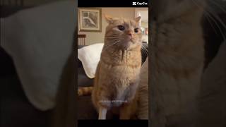 Orange cat behavior  WAIT for it 😭 notmine cat relatabe shortsfeed funny capcut funnycats [upl. by Noelani184]