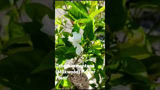 TabernaemontanaMilkwoodFlower Plantbeautifulnatureuttarakhandshortsviraltrendingyoutube [upl. by Heidie]