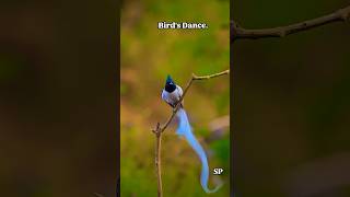 Gulabi Sharara bird dance birds birdsdance dance birddance gulabisharara music [upl. by Fedak160]