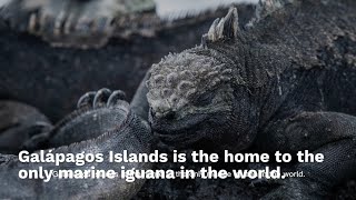 Galápagos Islands A Living Laboratory of Evolution and Biodiversity [upl. by Lerak653]