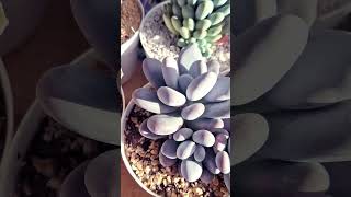 pachyphytum oviferum plantas cactusysuculentas gardenflowers echeverias gardenplants jardin [upl. by Ardnal]