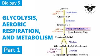 Glycolysis Aerobic respiration and Metabolism Biology 5  Part 1  MCAT ACE [upl. by Mosra]