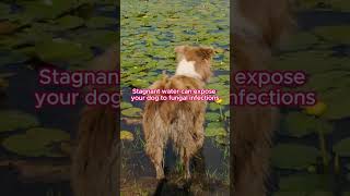 9 reasons your dog is coughing 😷 dogadvice doghealth dog petadvice petcaretips pethealth [upl. by Norac]