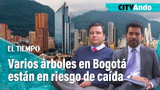 CITYAndo Varios árboles en Bogotá están en riesgo de caída  El Tiempo [upl. by Eidob27]