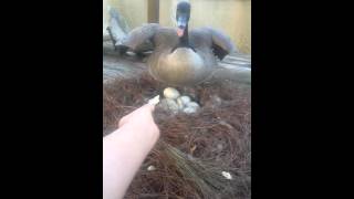 Hissing Canadian Goose on nest [upl. by Yacano553]