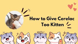 How to Give Cerelac To kitten  kitten Feed Cerelac  one month Kitten  Cats rutine [upl. by Sperling780]