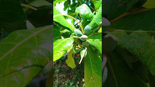 Almond fruit tree Badam plant [upl. by Meir]