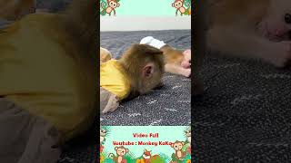 So emotional Monkey Hair Red gave a shirt to baby monkey Mit [upl. by Ttenyl841]