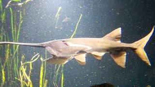 American Paddlefish Ram Suspension Feeding [upl. by Cesare]