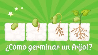 ¿Cómo germinar un frijol ve tu planta crecer [upl. by Ezaria]