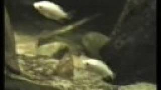 My Kissing gouramis in a fishtank  Küssende Guramis 22 [upl. by Rosenblast]