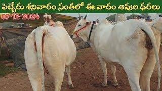 పెబ్బేరు ఆవుల సంతలో ఈ వారం ఆవుల ధరలు  Pebbair Saturday cow market  cow ‎purnafarms [upl. by Strade]