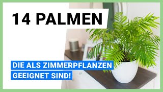 14 Palmen die als Zimmerpflanzen SUPER geeignet sind [upl. by Crudden]