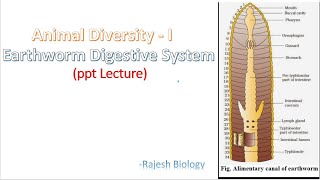 Earthworm Anatomy  Earthworm Digestive System  Animal Diversity I  Rajesh Biology [upl. by Hortensia304]