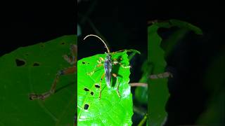 Longhorn beetle 🇨🇷 Costa Rica [upl. by Ybrad]