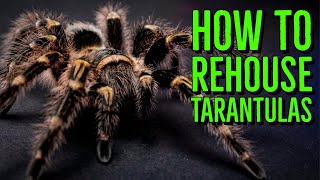 How To Rehouse a Tarantula  Terrestrial Species [upl. by Layol899]