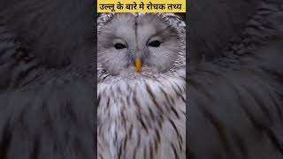 Facts About Owls In Hindi  shorts youtubeshorts facts owl [upl. by Meda]