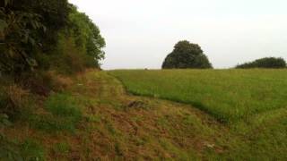 Parson russell terrier hunting training – bringing hare [upl. by Tormoria]