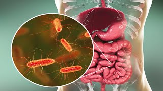 Microorganisms and Humans Commensal and Pathogenic Flora [upl. by Ronnie]