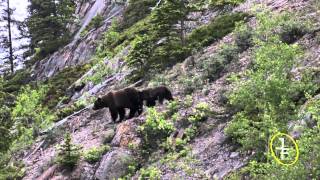 Grizzly Bears Ursus arctos horribilis in Banff National Park [upl. by Nauaj332]