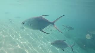 Maldives part 9 Trevallies Spinecheek Squirrelfish Snappers amp Moray Eel [upl. by Keene595]