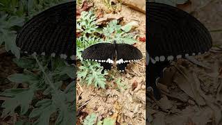 Papilio polytes common Mormon butterfly nature viralshorts naturelovers [upl. by Lemieux]