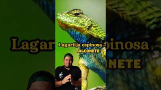 Lagartija espinosa esmeralda talconete El Salvador Sceloporus malachiticus animals elsalvador [upl. by Novy]