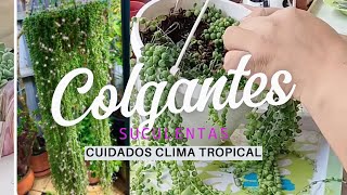 PLANTAS COLGANTES Y SUS CUIDADOS CLIMA TROPICAL [upl. by Viviane]