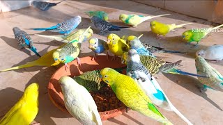 NutrientRich Soft Food Recipe for Parakeet Breeding Season 🐦🍲 [upl. by Friedberg]