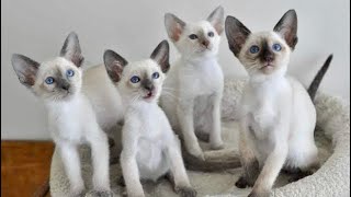 Funny Siamese Cat Videos  Loud Siamese Cat Meowing Talking Cute Siamese Kitten Sounds Ragdoll Twins [upl. by Enelhtac]