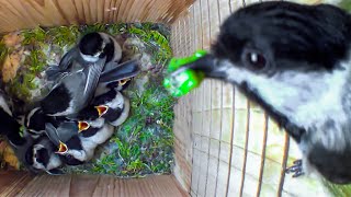 How Do These Tiny Birds Raise So Many Babies Nest Box Camera Full Story of a Cute Chickadee Family [upl. by Anitsim]