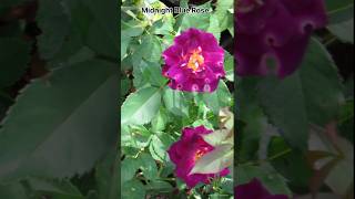 Midnight Blue Rose rose blackrose rosegarden flower purplerose shortvideo ytshorts garden 1 [upl. by Rufina501]