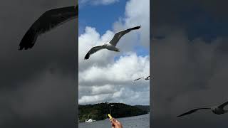 Seabirds Up Close The Most Amazing Avian Adaptations [upl. by Burnie]