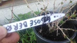 How to grow Gooseberries in pots [upl. by Kcajyllib267]