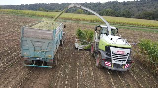 Ensilage 2024 GAEC La Motte Colas Claas Fendt Case Drone [upl. by Annor]