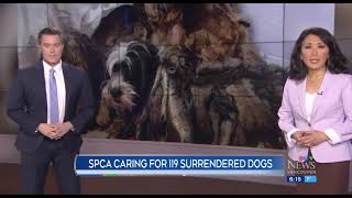 SPCA caring for 119 surrendered dogs [upl. by Ellened669]