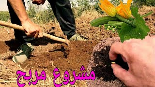 طريقة زراعة القرعة courgetteونوع البذور الممتازة part 1 [upl. by Caniff]