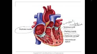 Chordae tendineaeValves of the heartTricuspid Bicuspid Eustachian thebasianPapillary Muscles [upl. by Repsihw174]