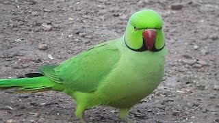 Pretty Indian Ringneck Parakeet •▽• [upl. by Orling]