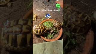 Hermanns tortoise hatchling babies fed for free [upl. by Eceined515]