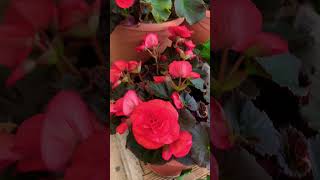 Red Begonia With Flowers  Begonia Plant [upl. by Vivle]