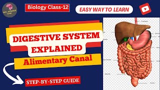 Digestive System Journey Through the Alimentary Canal ExplainedBioScience Guide [upl. by Ailuj]