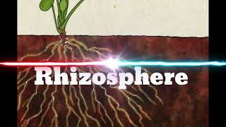 Rhizosphere [upl. by Goldfinch]