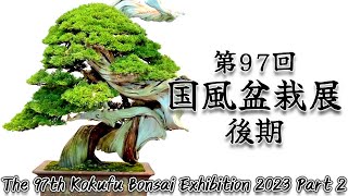 【盆栽】第97回 国風盆栽展 後期【Bonsai】The 97th Kokufu Bonsai Exhibition 2023 Part 2 [upl. by Macdougall153]