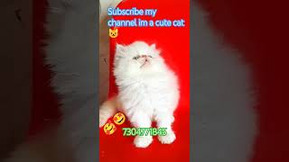 Im cute little kitten plz like me 😻 my cat loverfriendsmycat catlikecatstudiocutekitty catmodel [upl. by Egiedan]