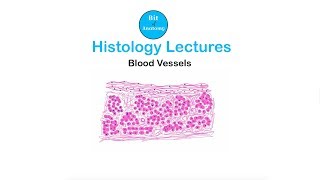 Histology Lectures  Blood Vessels  Dr Ashok K R [upl. by O'Donnell]