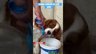 Sevimli🐶Venüsün Su😋İçme😊Şekli viralvideo dog cute dogs funny doglover cutedog shorts [upl. by Ienttirb]