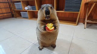 Eat nectarines with chubby marmots [upl. by Aizahs835]